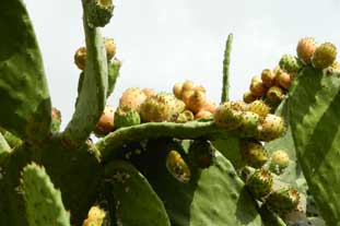 Estepona, bloemen en planten